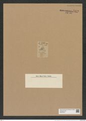 Triceratium epithelilae Witt. (de-Toni-Nr.: Genus 140, Species 3994) Zeichnungen Sammlung Grunow Nr. 7472 (NHMW-BOT-W0376574)